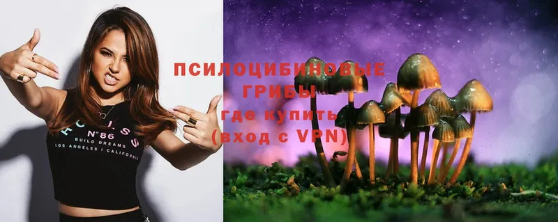 Псилоцибиновые грибы Psilocybe  купить закладку  Асино 